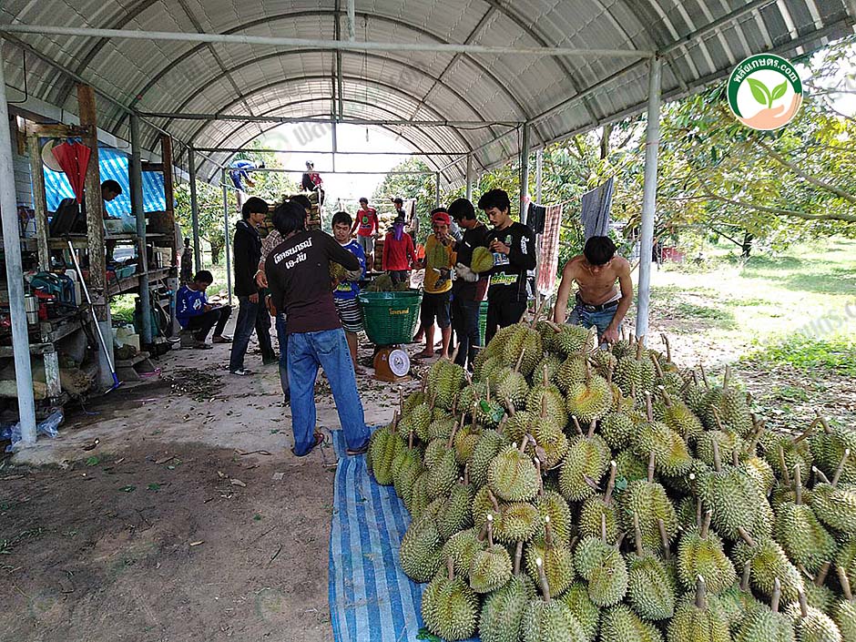 5.ทุเรียนผลสวยตรงตามที่ตลาดต้องการ