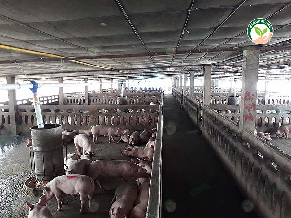 5.โรงเรือนหมู