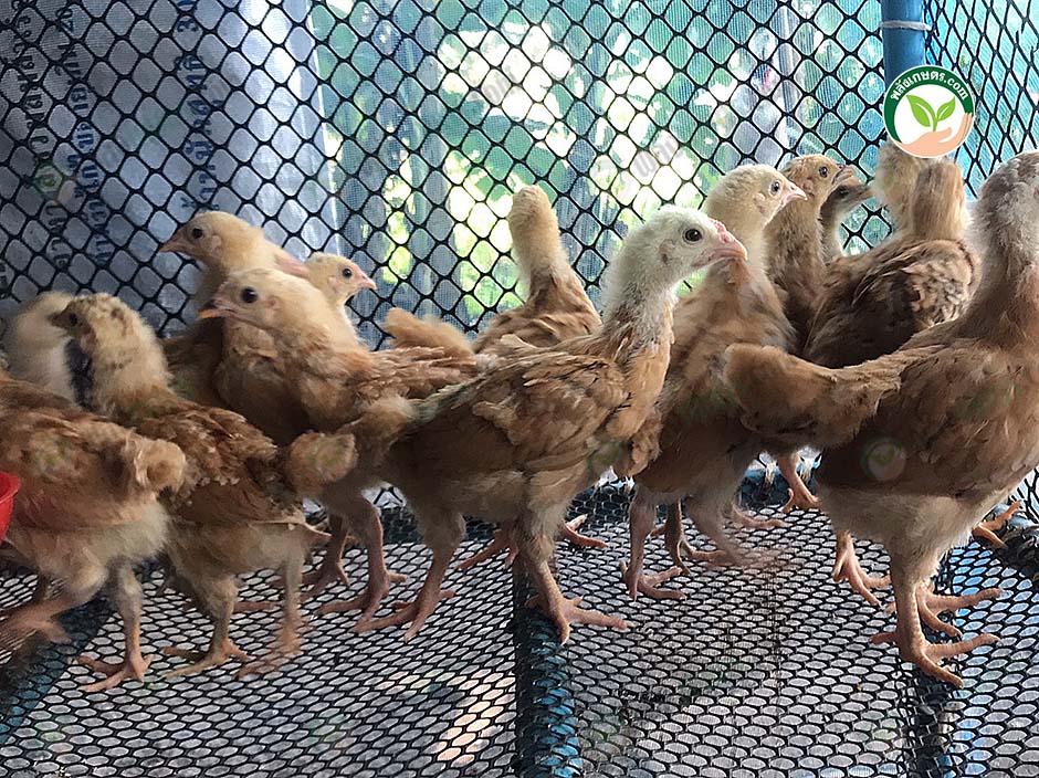 6.คอกไก่ต้องสะอาด มีอากาศถ่ายเท