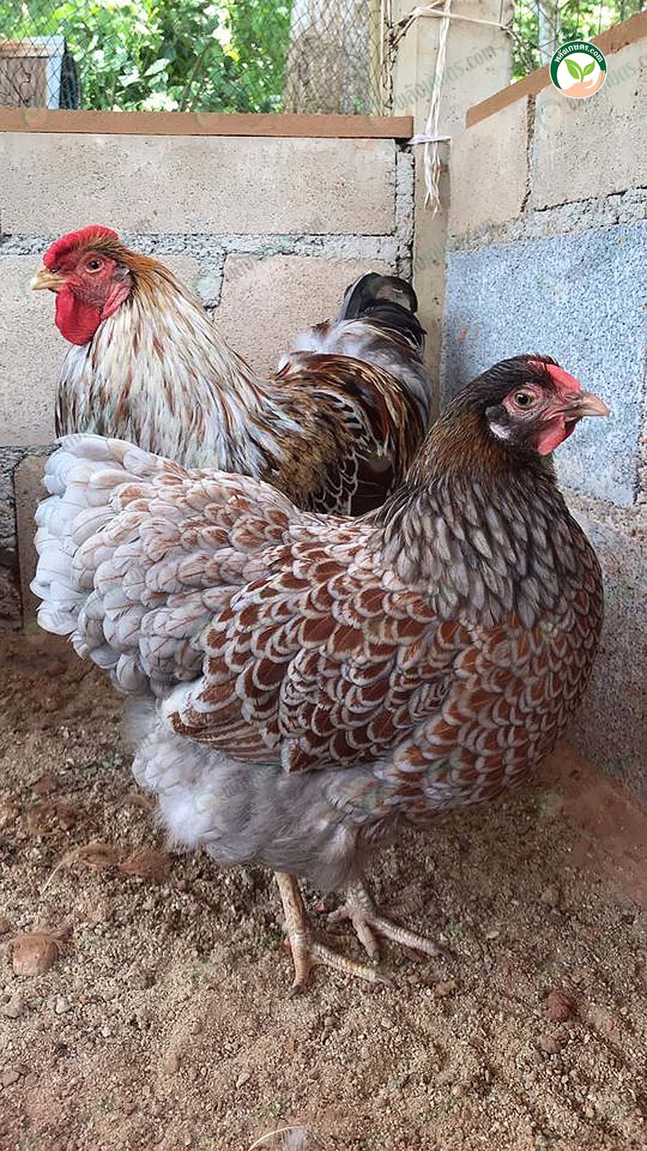 7.ไก่ Wyandotte