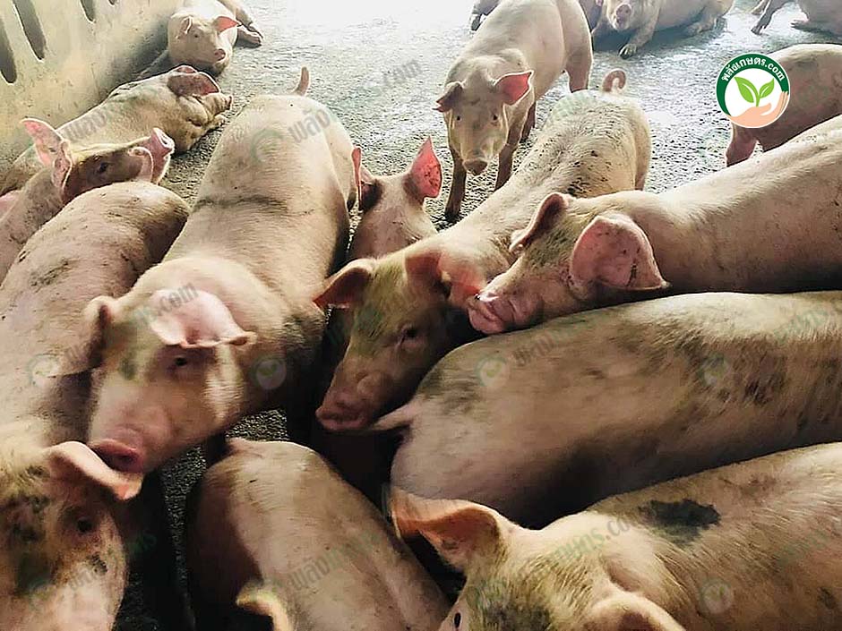 8.หมูแข็งแรง สมบูรณ์ โตเร็ว