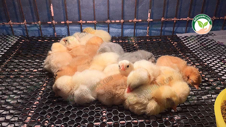 ลูกไก่แข็งแรง สมบูรณ์ โตไว