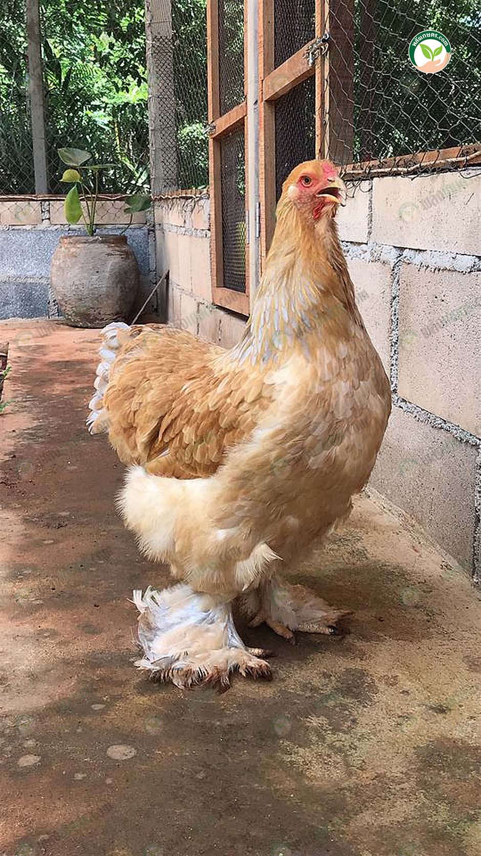 ไก่ Brahma