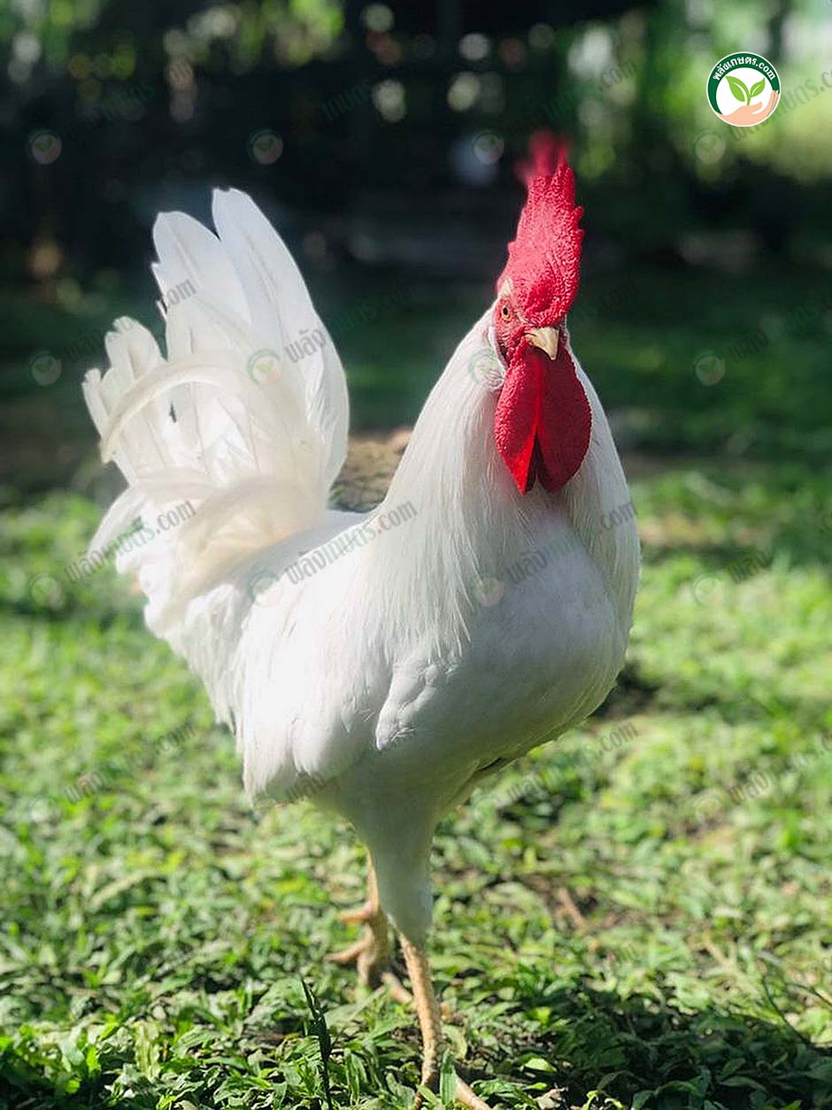 ไก่-Leghorn