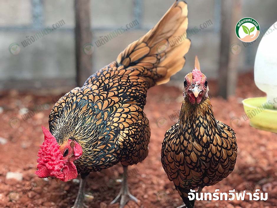 ไก่ Sebright