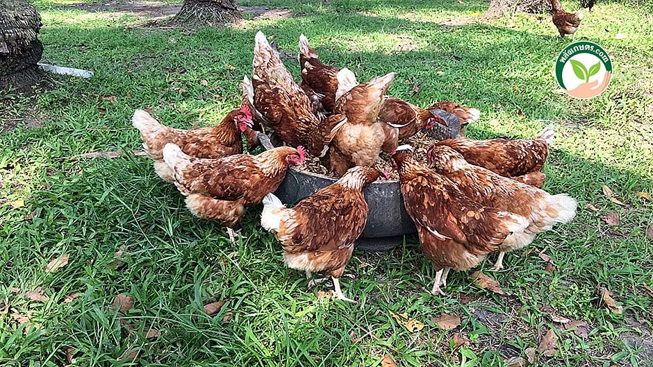 ไก่สวยงามหลากหลายสายพันธุ์