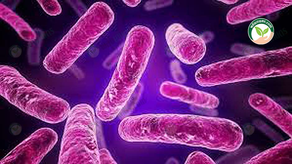 2.จุลินทรีย์ bacillus