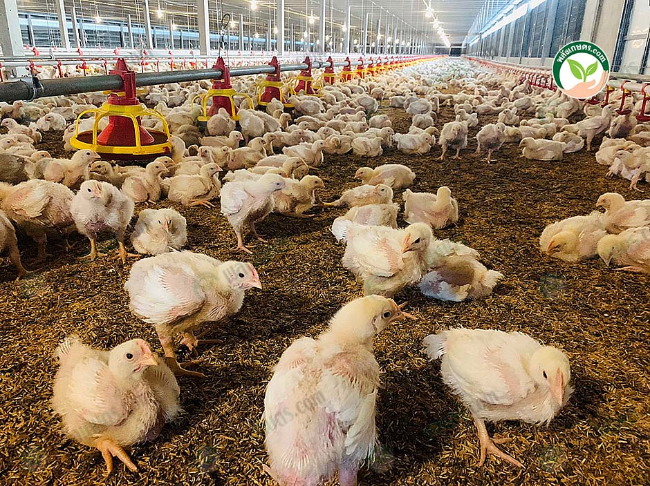 2.สายพันธุ์ไก่เนื้อ