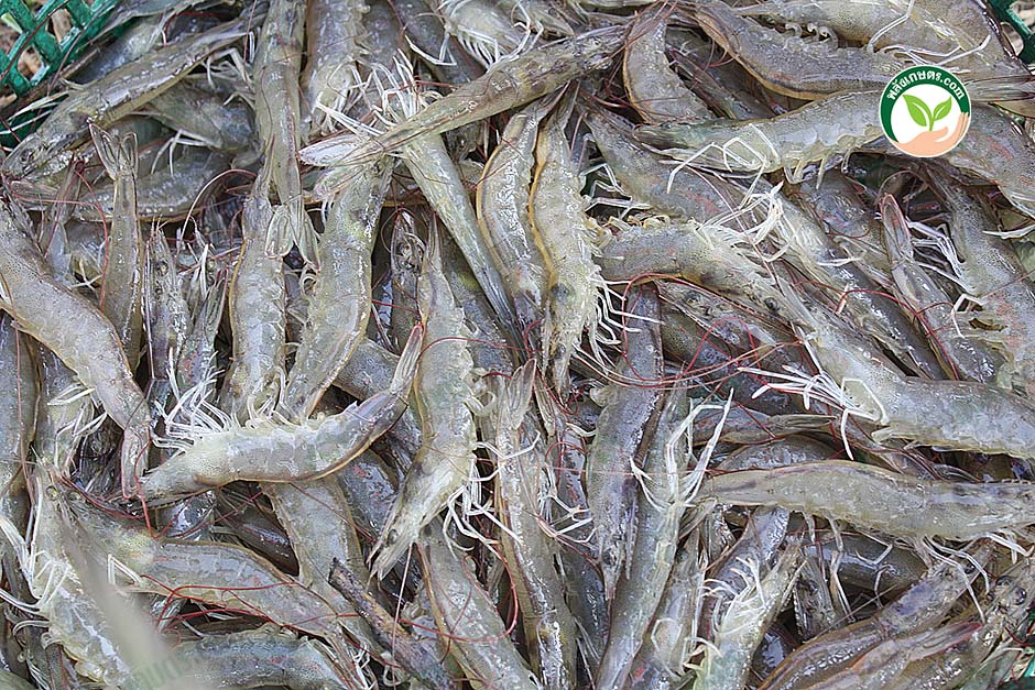 3.กุ้งขาวไซส์ใหญ่พร้อมจำหน่าย