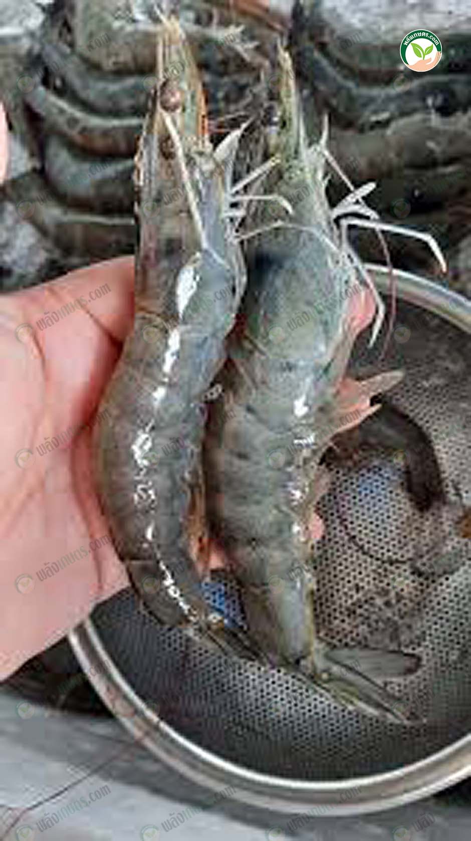 3.กุ้งที่มีการใช้อาหารเสริมที่มีแก่นตะวันเป็นส่วนประกอบ
