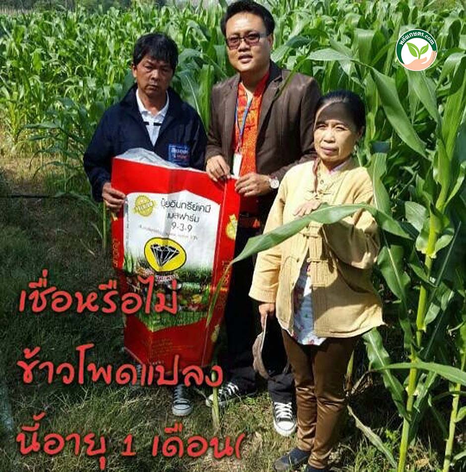 3.ปุ๋ยนิลเพชร ใช้กับข้าวโพด สภาพดินดีขึ้น โตไว