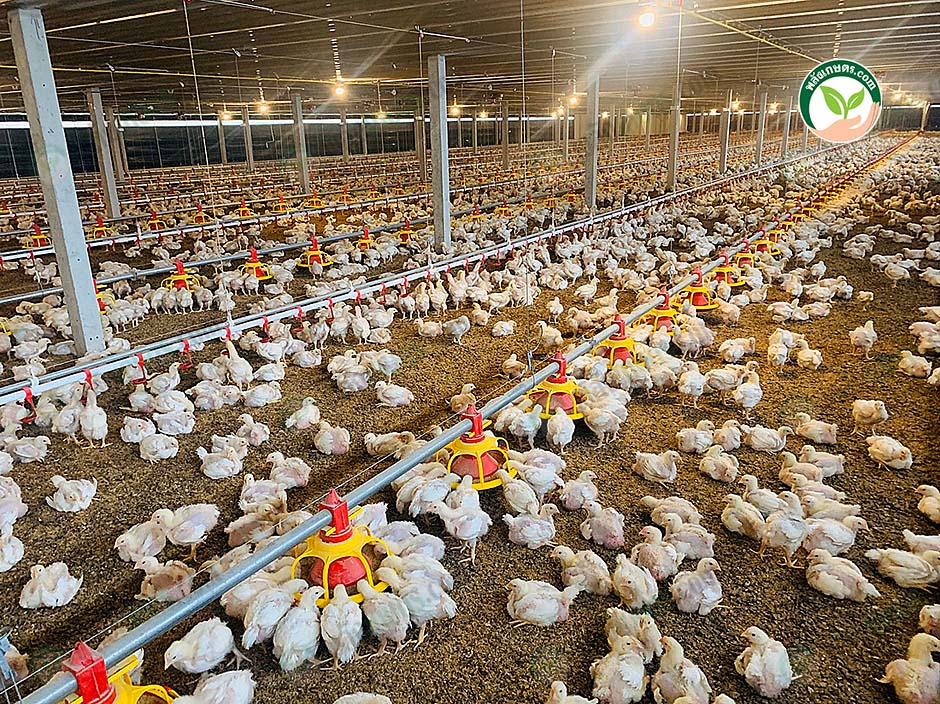 3.ให้อาหารไก่เนื้อ