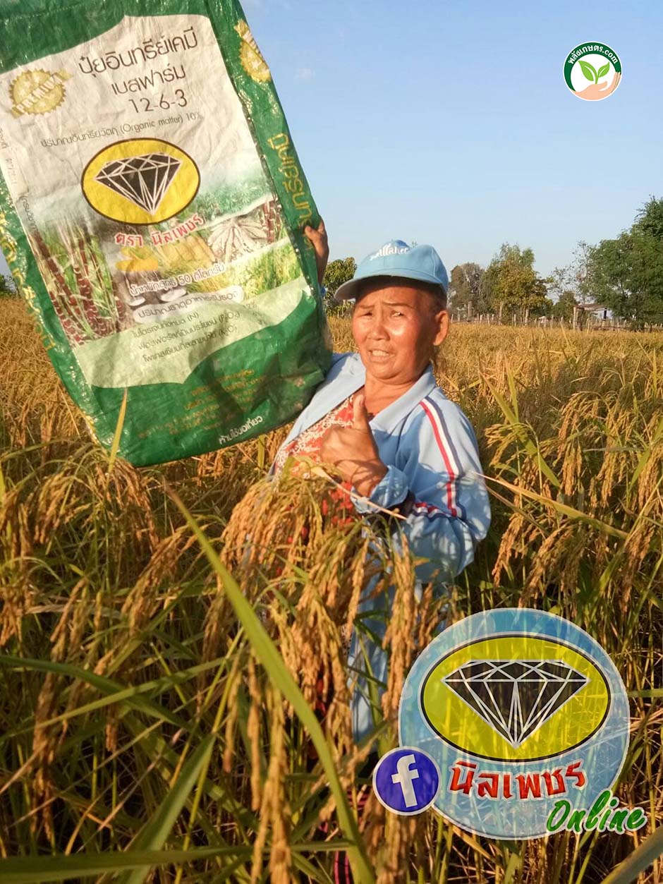 5.ปุ๋ยนิลเพชรใช้กับนาข้าว ข้าวออกรวงเยอะขึ้น