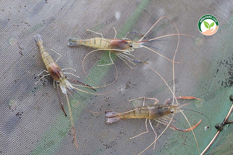 7.กุ้งขาวไซส์สม่ำเสมอ