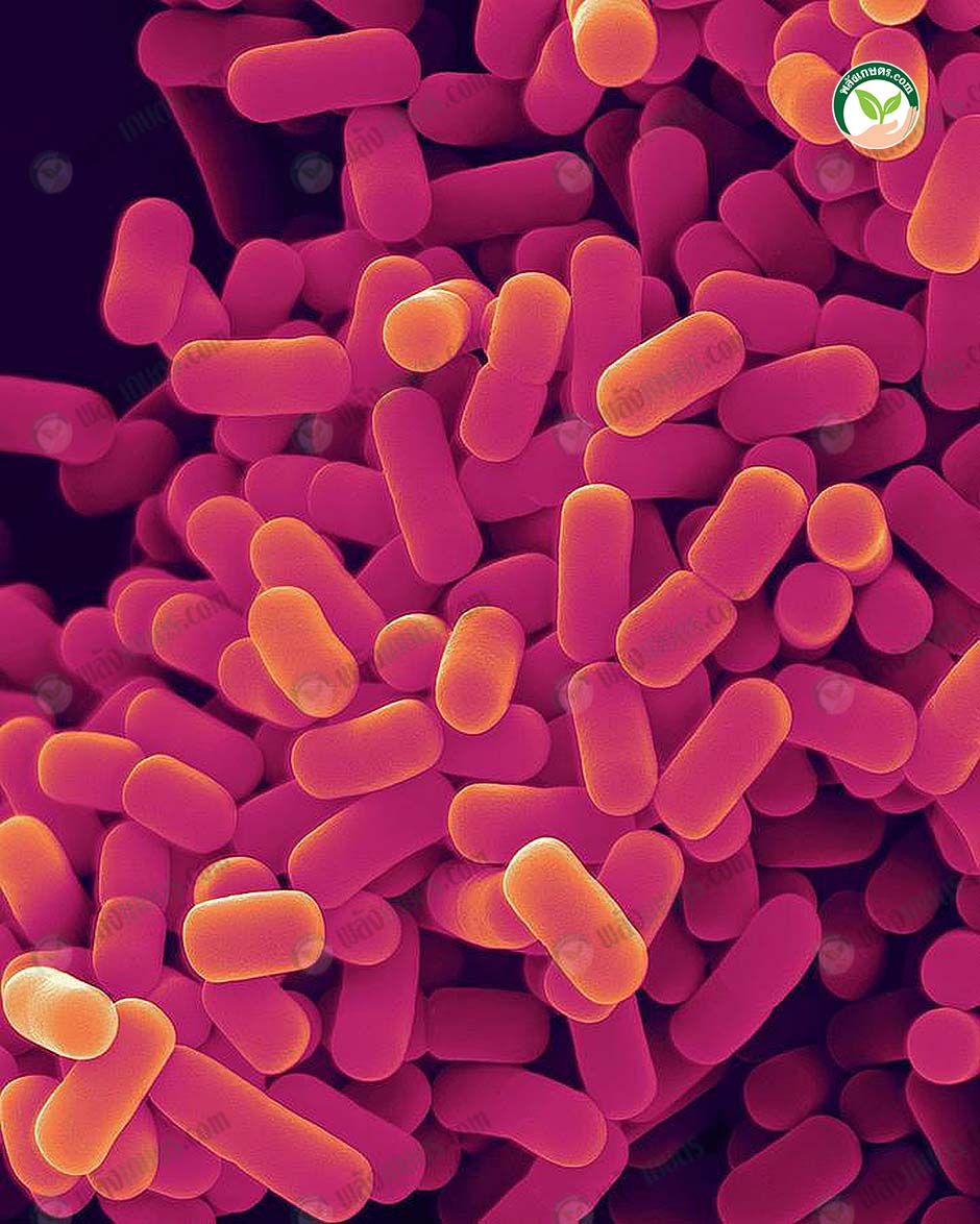 จุลินทรีย์ lactobacillus