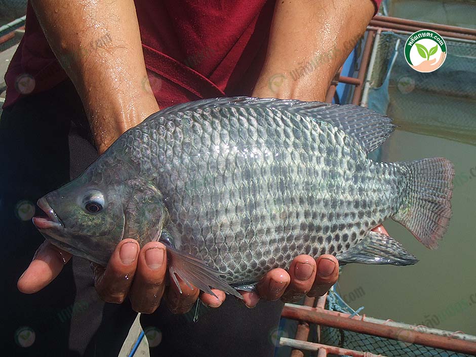 ปลานิลตัวใหญ่ เนื้อเยอะ