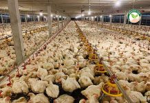มนัสนันต์ฟาร์ม ปีหน้าขยายการเลี้ยง “ ไก่เนื้อ ” 1 ล้านตัว ใช้อุปกรณ์โรงเรือนของธนบุรีฟาร์มฯ ไก่เนื้อแข็งแรงสมบูรณ์ โตไว