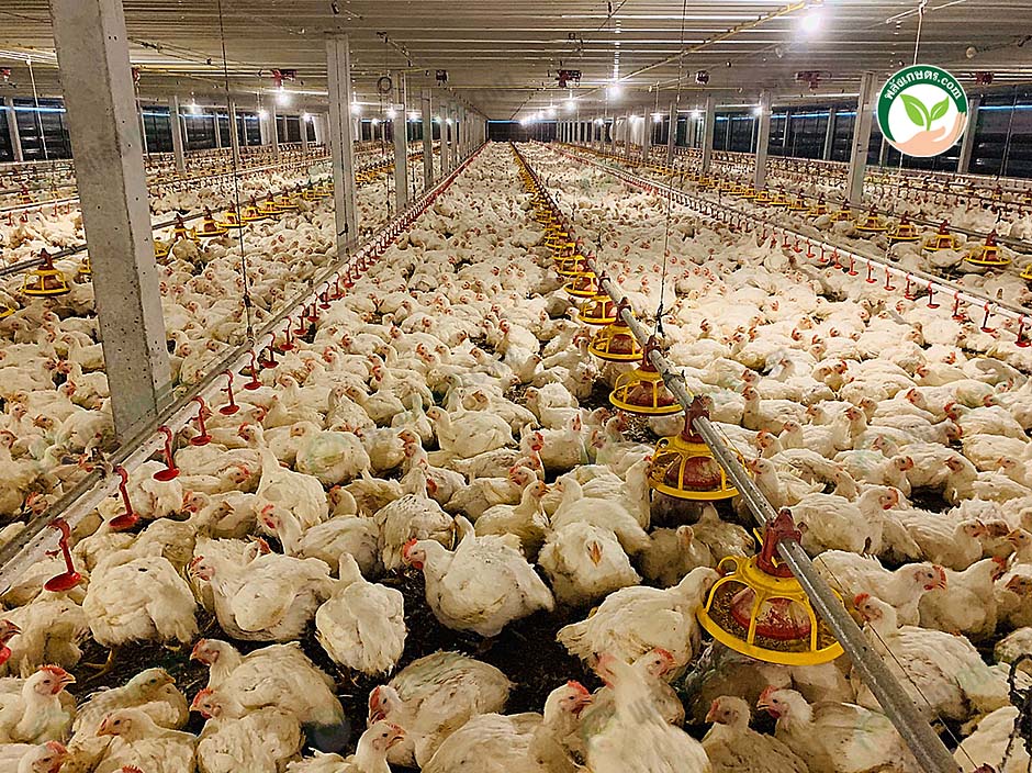 ไก่เนื้อแข็งแรงสมบูรณ์ โตไว