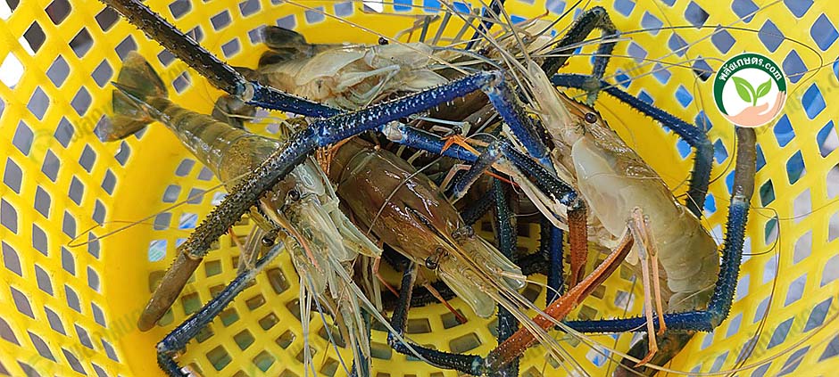 3.กุ้งก้ามกรามคุณภาพ สด สะอาด ปลอดภัย ด้วยมาตรฐาน GAP