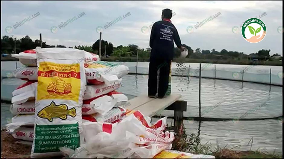 5.การให้อาหารปลากะพง