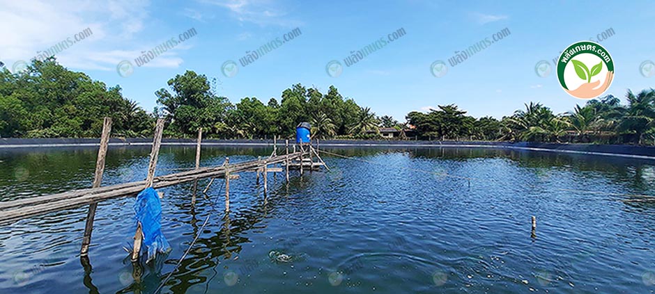 5.บ่อเลี้ยงปลานวลจันทร์