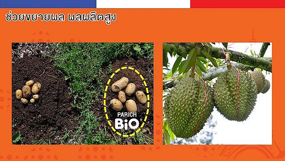 ช่วยขยายผล ผลผลิตสูง