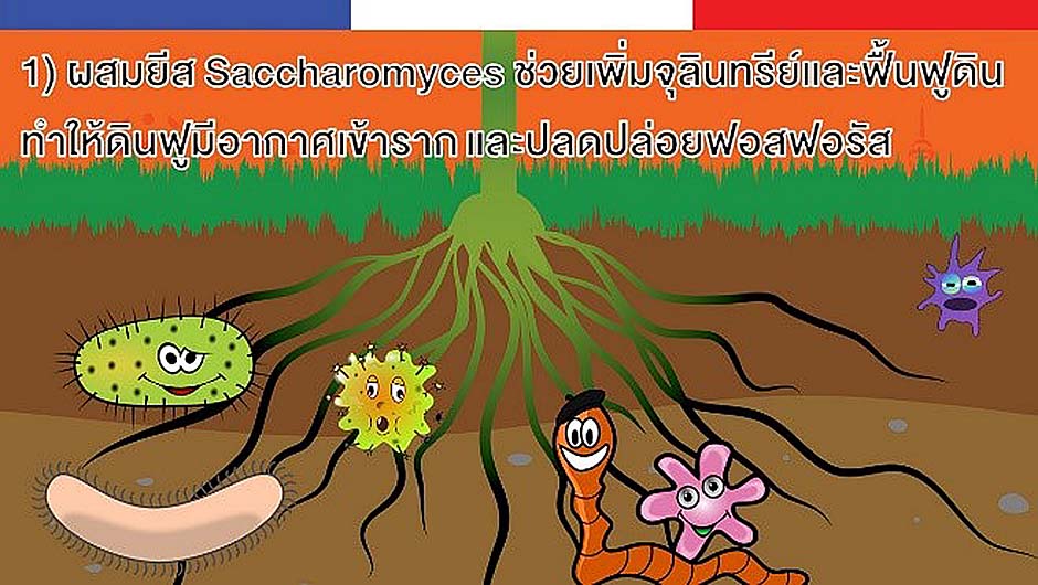 ช่วยเพิ่มจุลินทรีย์ และฟื้นฟูดิน