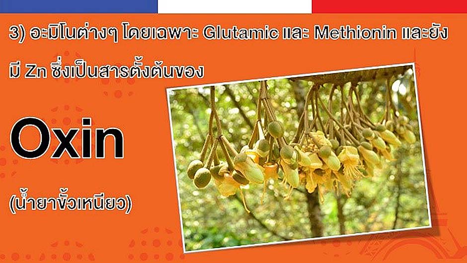 ช่วยในการกระตุ้นการสร้างฮอร์โมนพืช