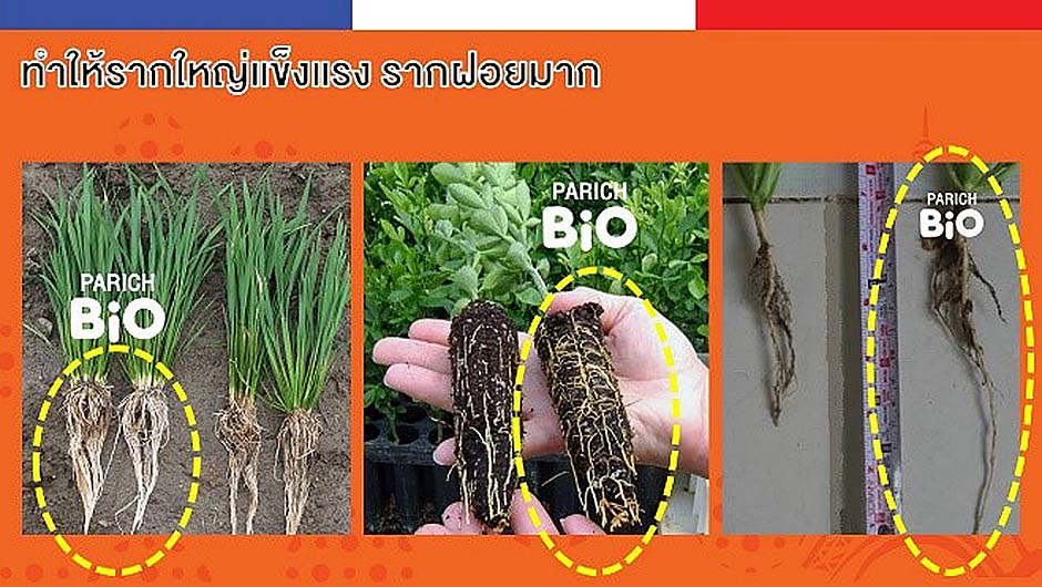 ทำให้รากใหญ่แข็งแรง รากฝอยมาก
