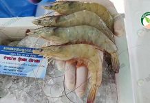 เลี้ยงกุ้ง แบบง่ายๆ ใช้ “ไดนามิก พลัส” ได้กำไรเนื้อๆ ผลผลิตกุ้งขาวคุณภาพ มาตรฐาน GAP จากบ่อเกษตรกรโดยตรง