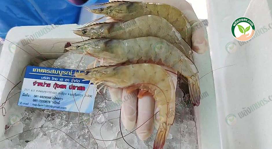 ผลผลิตกุ้งขาวคุณภาพ มาตรฐาน GAP จากบ่อเกษตรกรโดยตรง