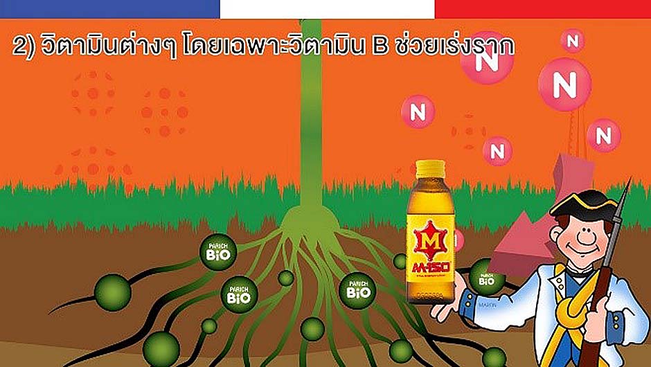 วิตามิน B ช่วยเร่งราก