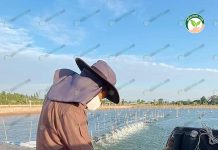 MS FARM สุดยอดฟาร์มอนุบาลลูกกุ้งขาว กุ้งแข็งแรง โตดี เลี้ยงแล้วมีกำไร 2.คุณภาพต้องผ่าน ถึงจะลงบ่อได้