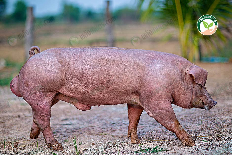 2.สุกรพันธุ์ดูร็อค