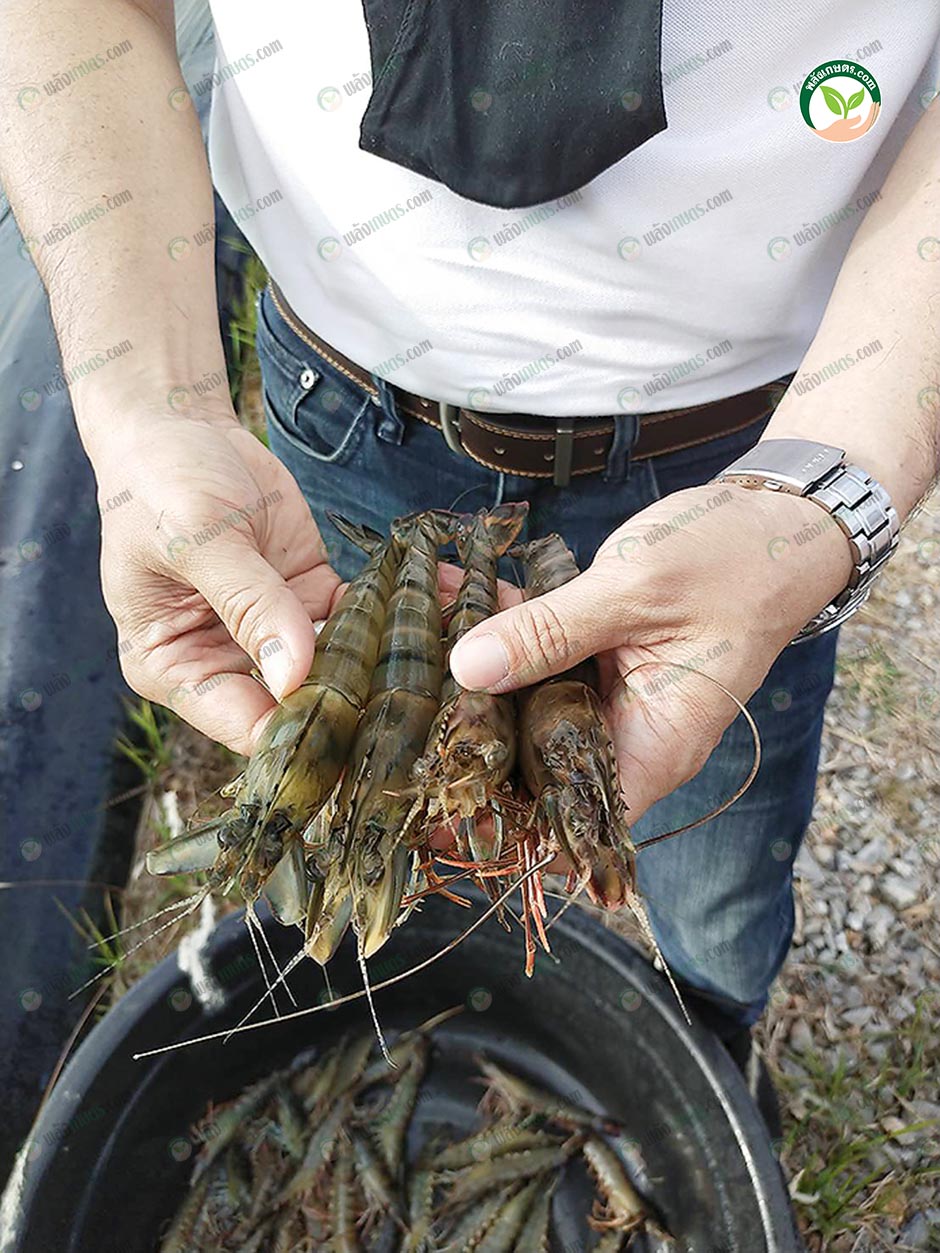 3.กุ้งกุลาดำที่กำลังจะถูกพัฒนาให้เป็นแม่กุ้งต่อไป
