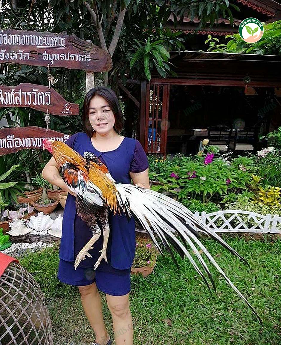 3.เจ๊แอมป์ และเจ้าหงส์ทอง ไก่ 20 ล้าน