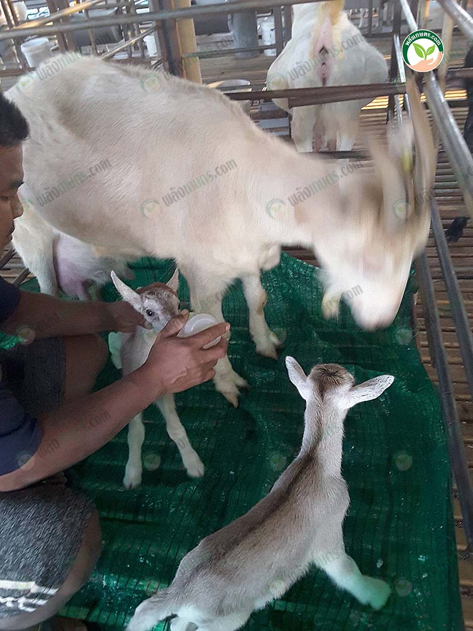 4.การป้อนนมลูกแพะ