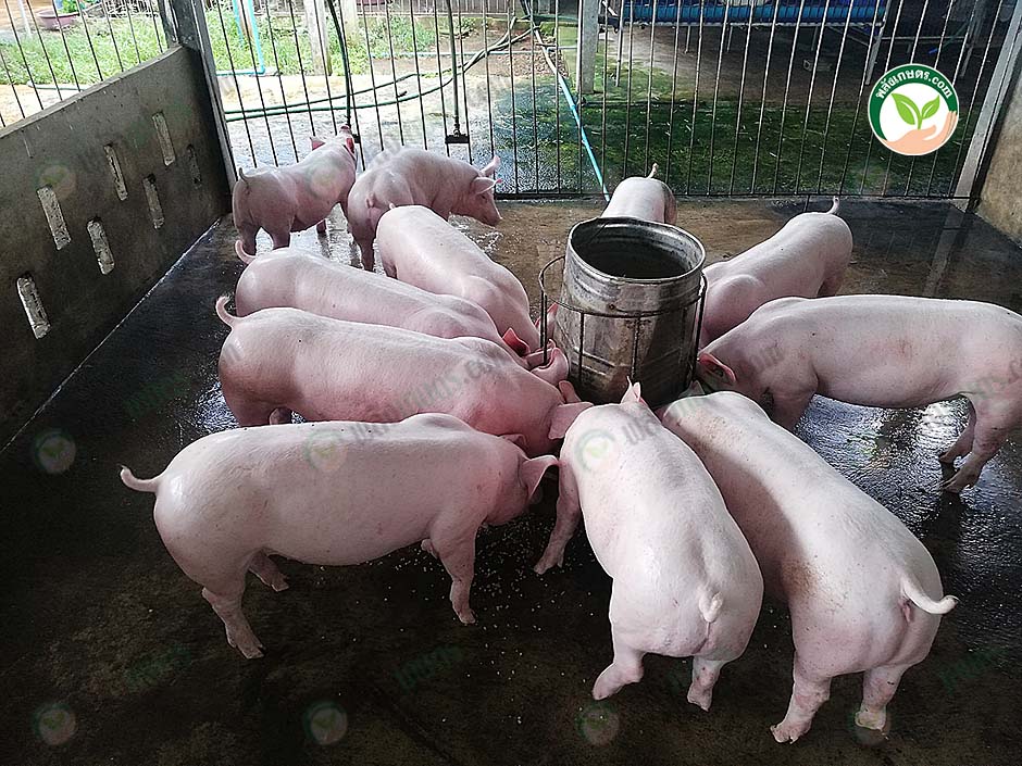 4.คอกหมู
