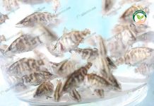 Suzuki Fish Farm อนุบาล ลูกพันธุ์ ปลากะพงขาว ฝึกอาหารเม็ด ปลอดยา 4.ลูกปลากะพงขาว