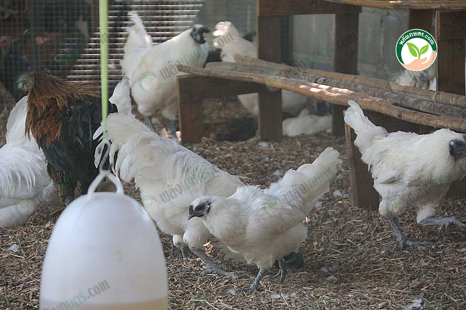 4.ไก่ดำภูพาน