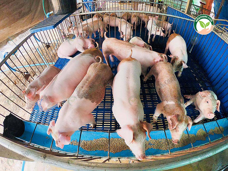 5.การให้อาหารหมู