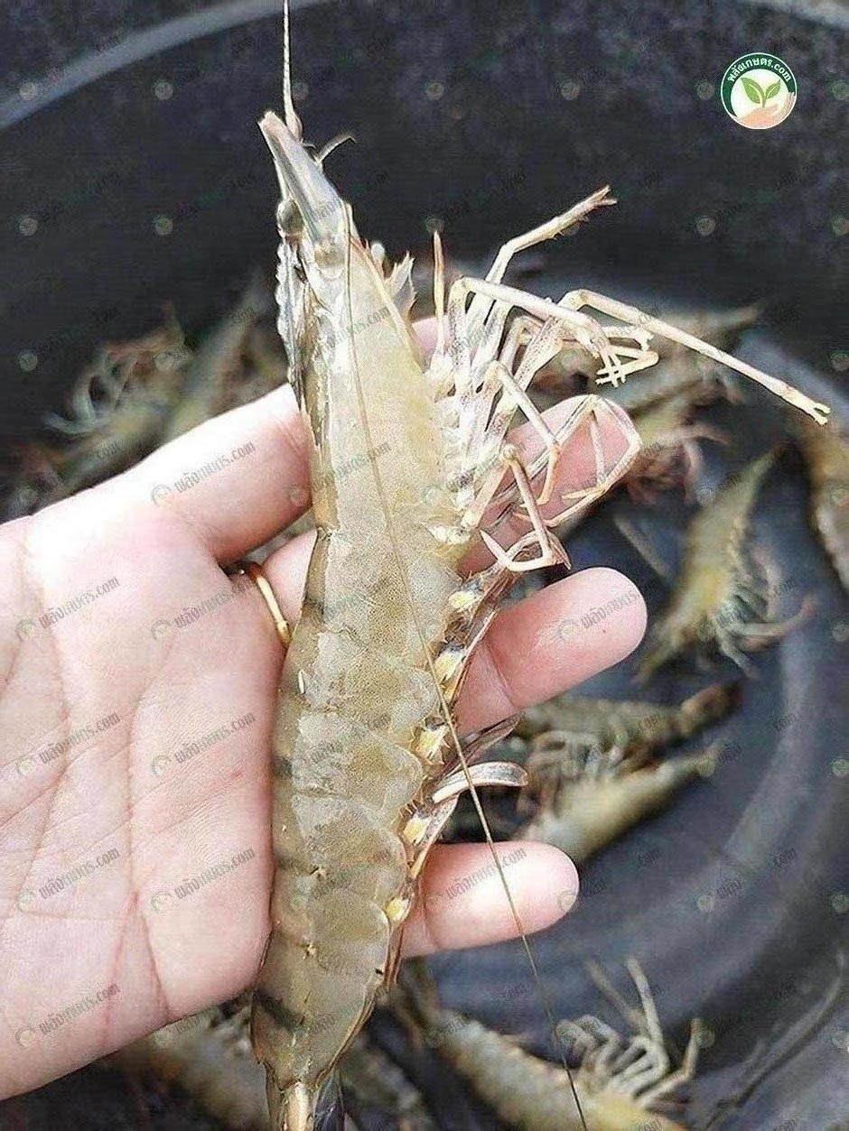 5.กุ้งกุลาดำไซซ์ที่ตลาดต้องการ