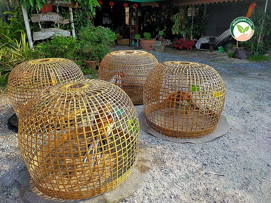 5.ไก่ได้รับแสงแดด ทำให้ไก่แข็งแรง