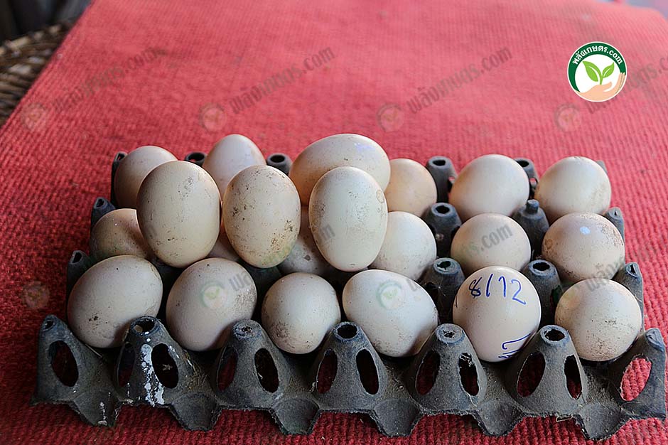 6.ไข่ไก่ฟองใหญ่