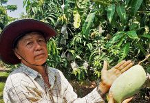 ส่องทิศทาง มะม่วง ไทยกับ สุวิทย์ คุณาวุฒิ เซียนส่งออกน้ำดอกไม้รายใหญ่