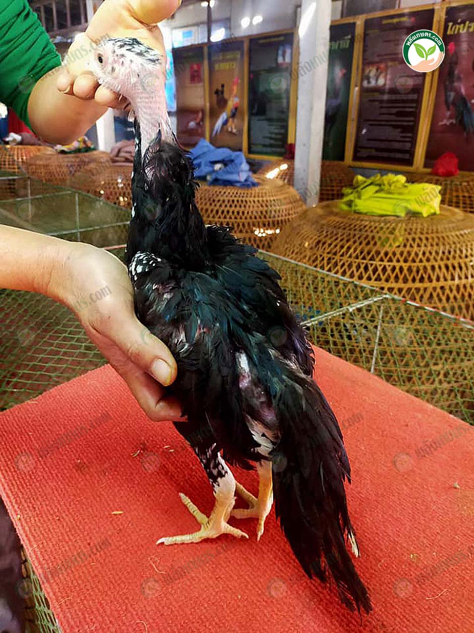 ลูกไก่เหลืองหางขาวเพศเมีย