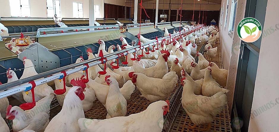 1.โรงเรือนไก่เนื้อ