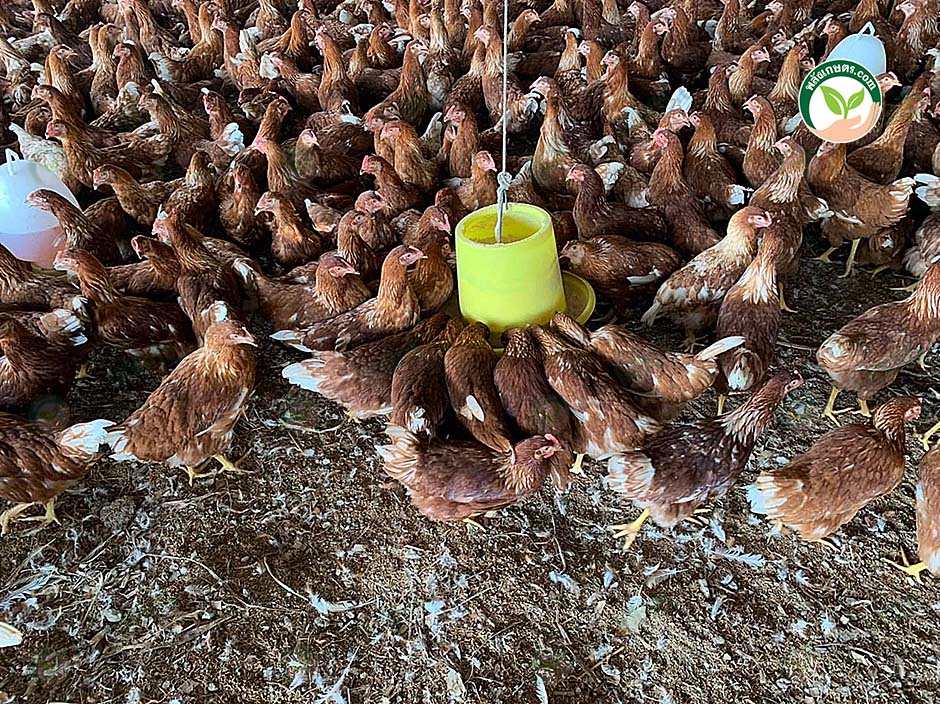 2.การให้อาหารไก่
