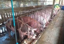 วรงค์ฟาร์ม ผลิตแม่หมูสองสาย น้ำเชื้อพันธุ์แท้ ราคามิตรภาพเพื่อเกษตรกรเข้าถึง 2.โรงเรือนหมู