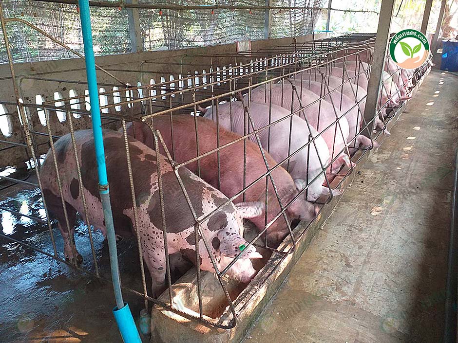 2.โรงเรือนหมู